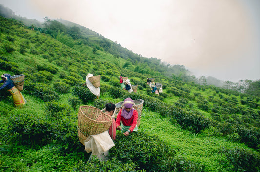 The Art of Making Organic Tea at Himalayan Blends