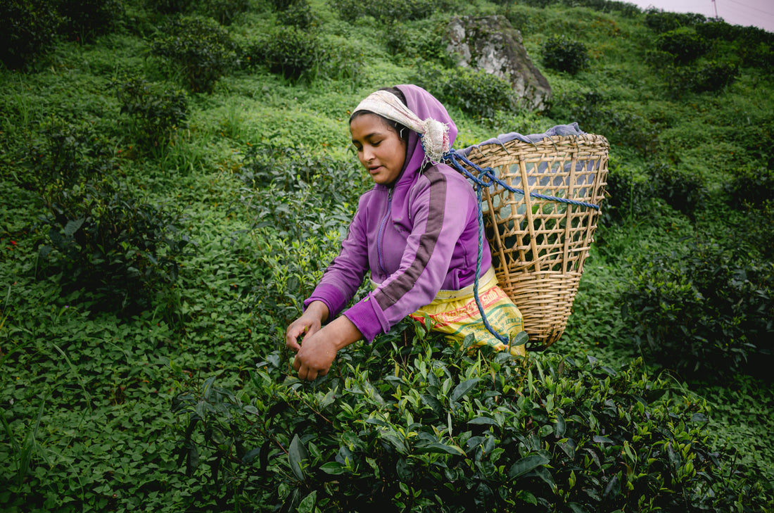 Health Benefits of Drinking Organic Tea from Himalayan Blends