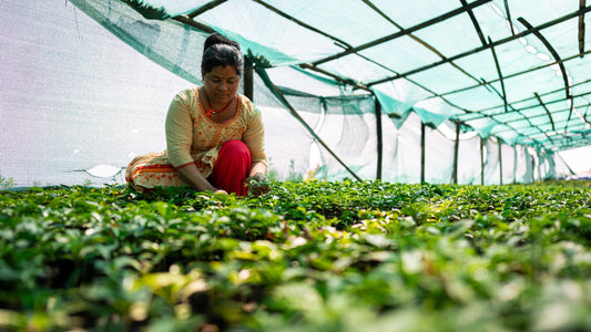 Our Organic Coffee Bean Sourcing & Japanese Roasting Process