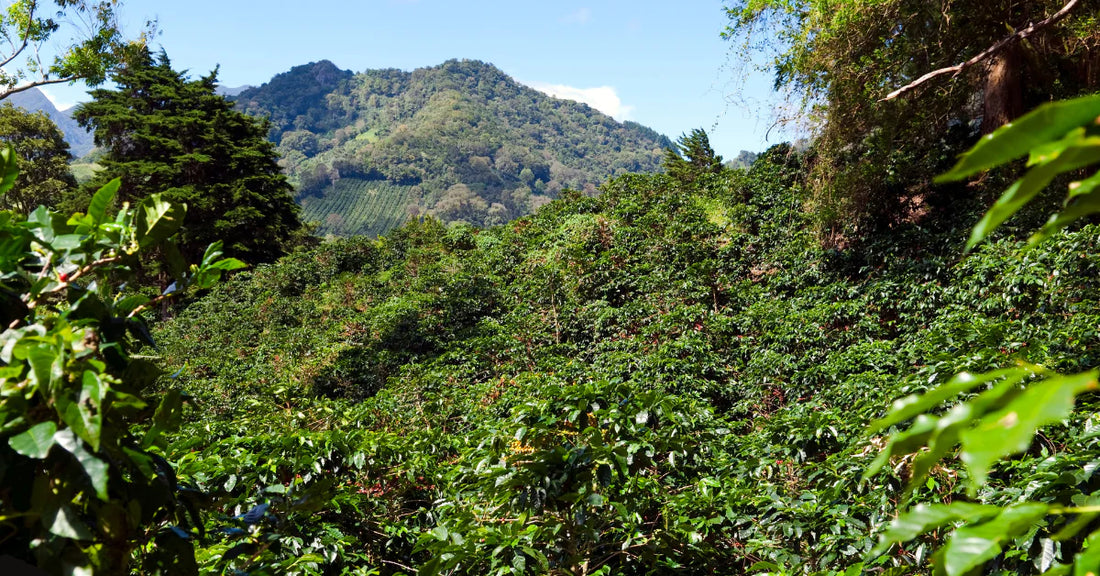 All About the Panama Geisha