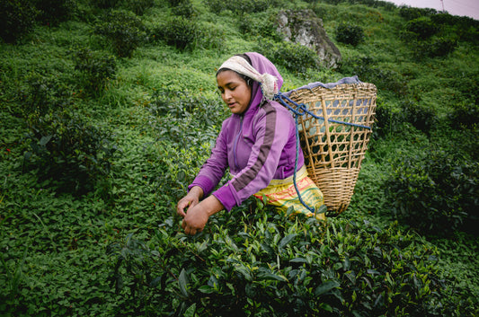 Health Benefits of Drinking Organic Tea from Himalayan Blends