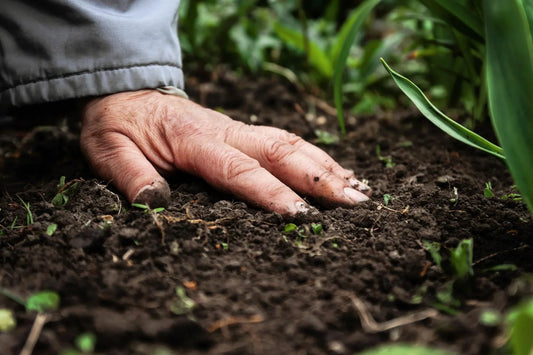 What Makes Himalayan Soil Different From Other Coffee Origins?