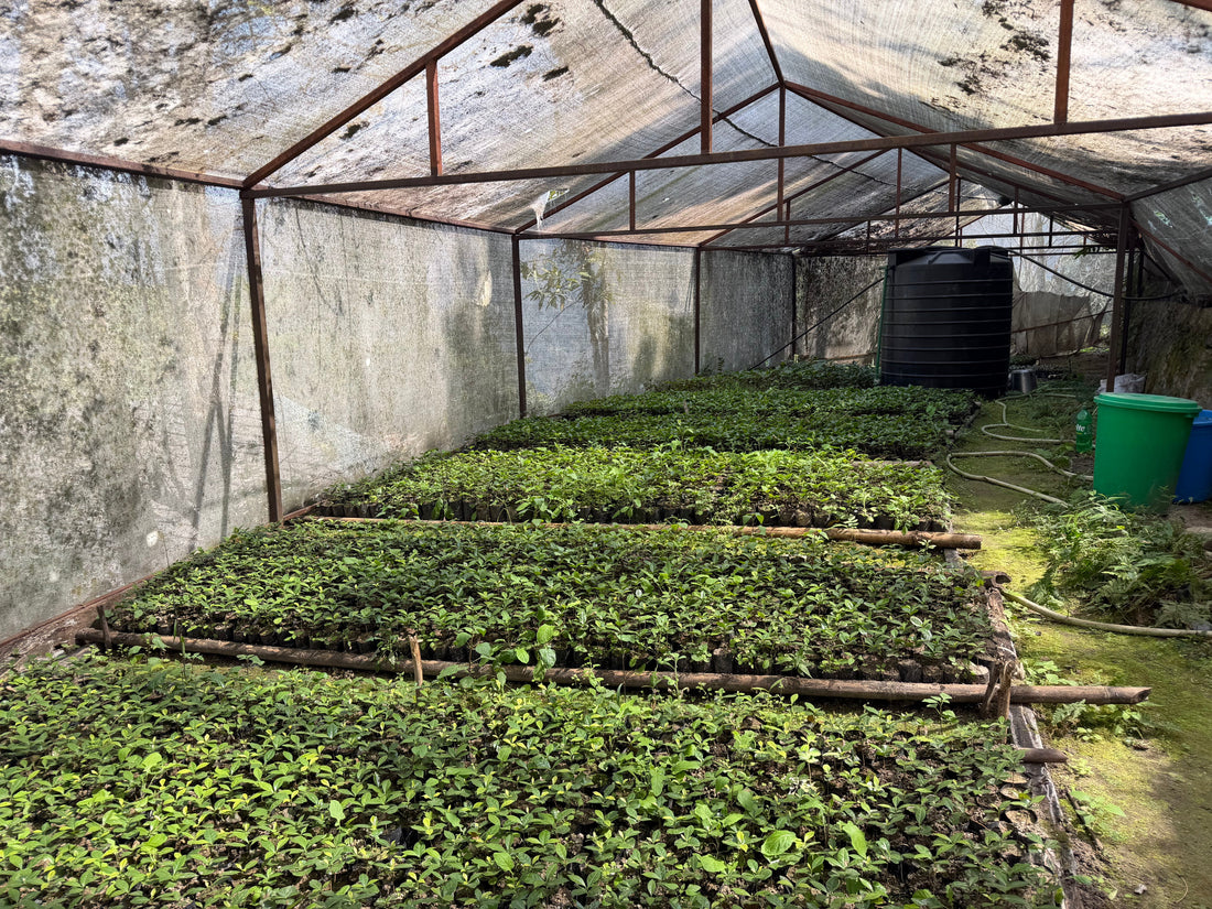 The Difference Between Microlots and Commercial Coffee Lots