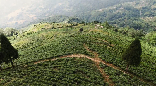 High-altitude coffee farmland in Nepal with terraced green hillsides and winding paths, illustrating Himalayan Blends’ mountain-grown terroir, sustainable cultivation, and the natural landscape behind premium Nepalese coffee.