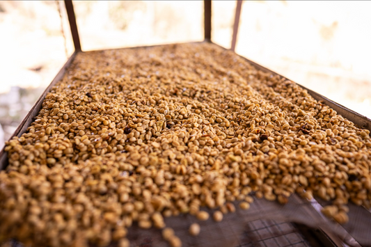 Why Density Matters in Specialty Coffee