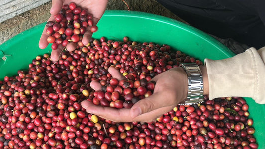 A Day in the Life of a Nepali Coffee Farmer