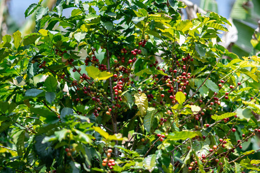 What Does “Single-Origin” Actually Mean and Why Does It Matter?