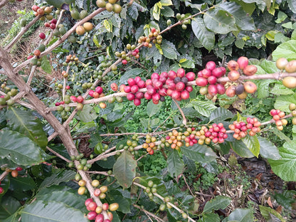 Nepal Nuwakot - Anaerobic Green Coffee Beans