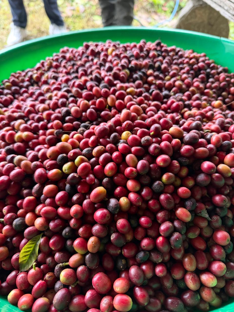 Nepal Nuwakot - Washed Green Coffee Beans