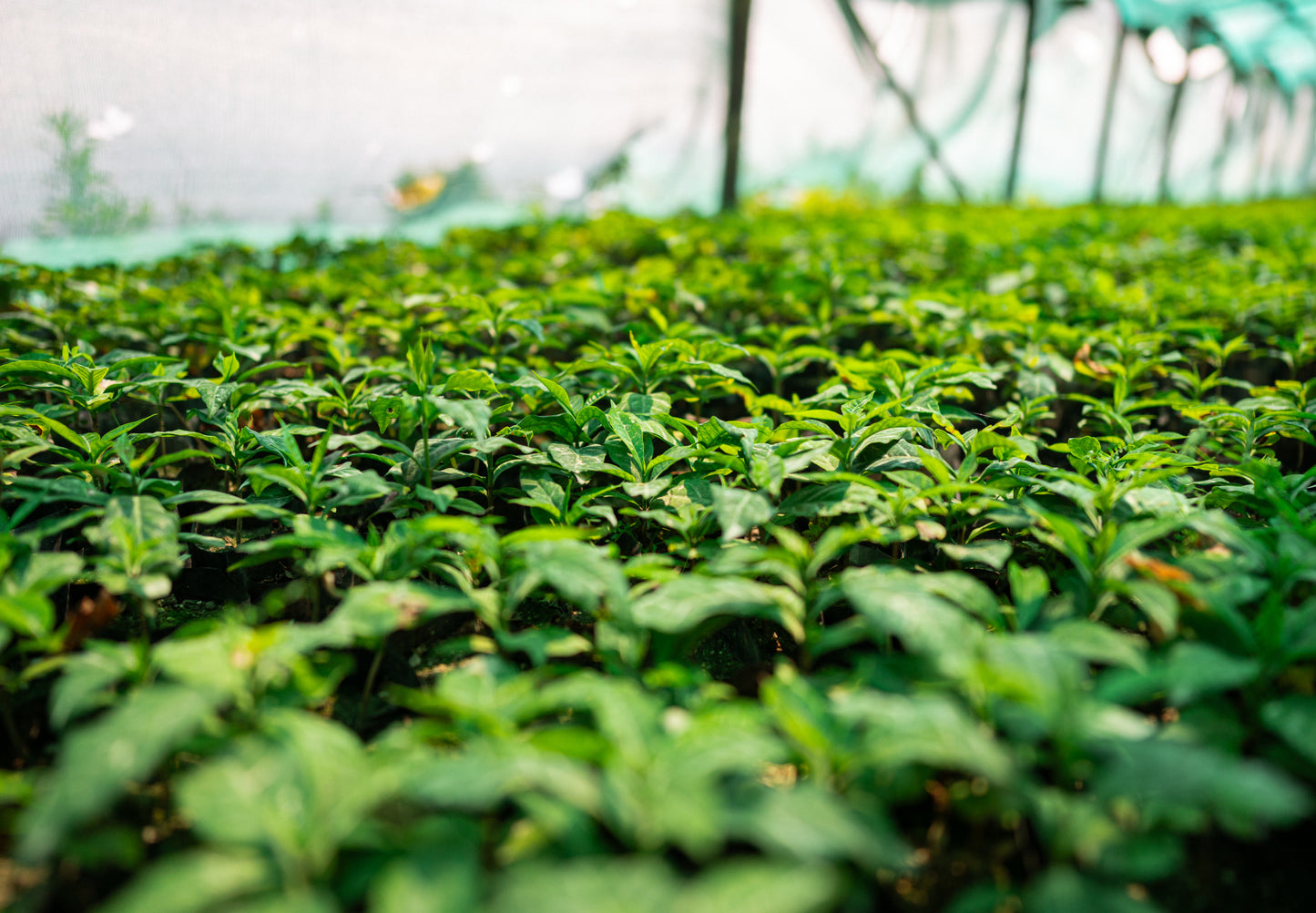 Himalayan Green Beans
