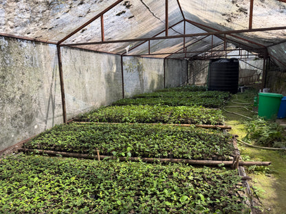 Nepal Nuwakot - Anaerobic Green Coffee Beans