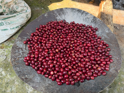 Nepal Nuwakot - Anaerobic Green Coffee Beans