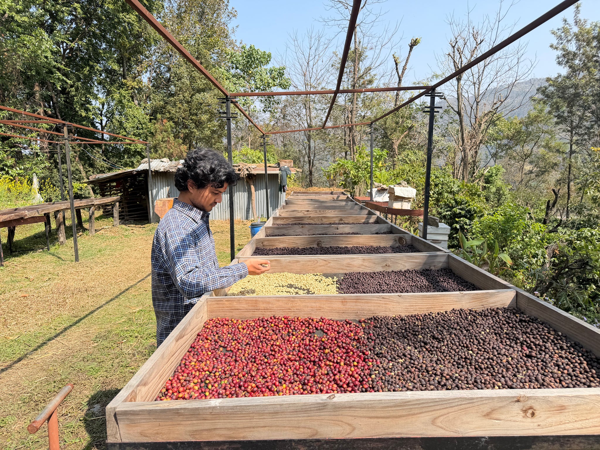 Nepal Kavre Washed Green Coffee Beans 2