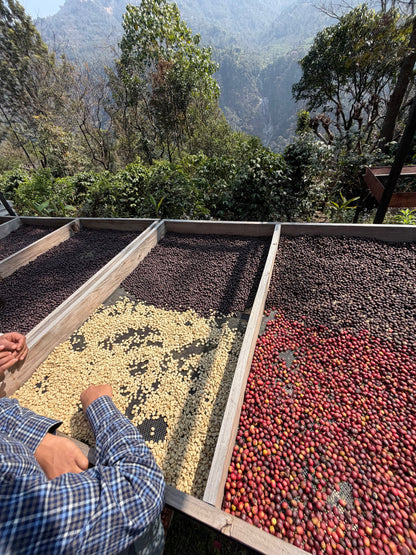 Nepal Nuwakot - Anaerobic Green Coffee Beans