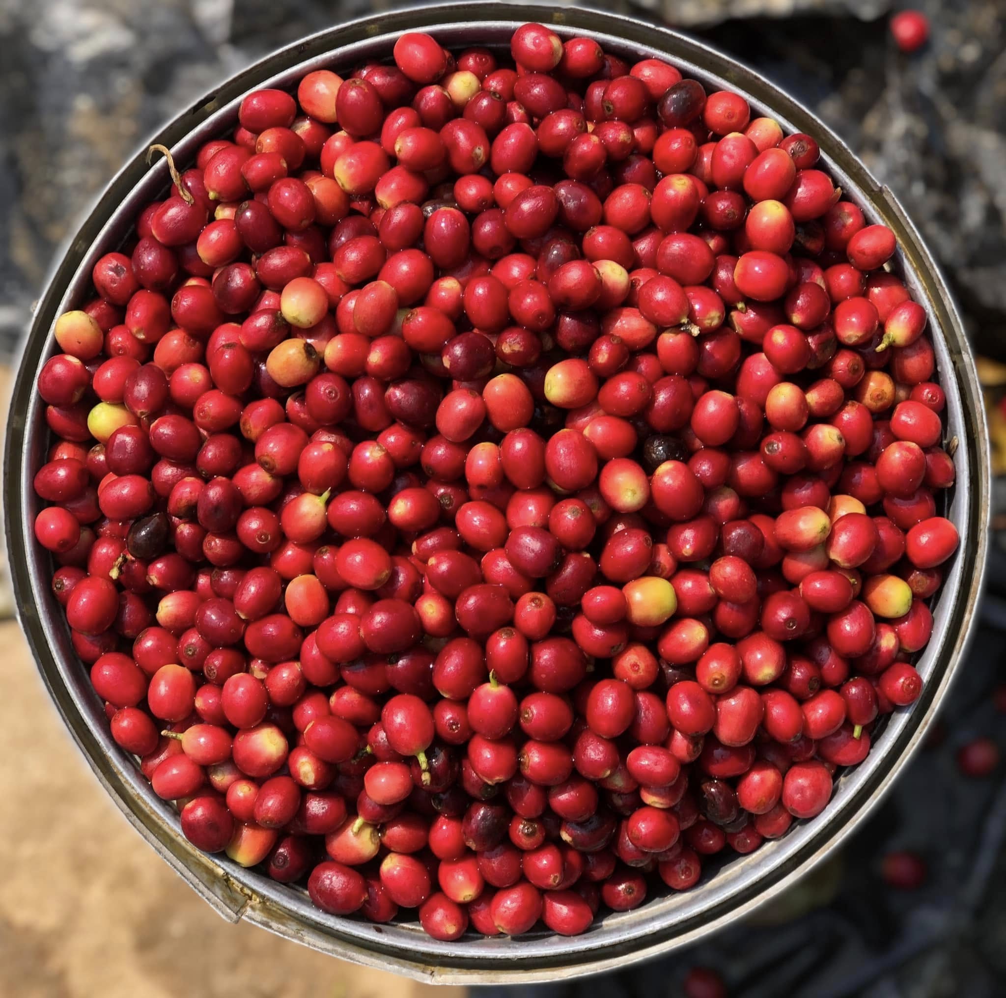 Nepal Sankhuwasabha Honey Green Coffee Beans
