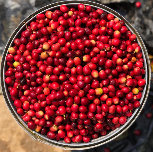Nepal Sankhuwasabha Honey Green Coffee Beans