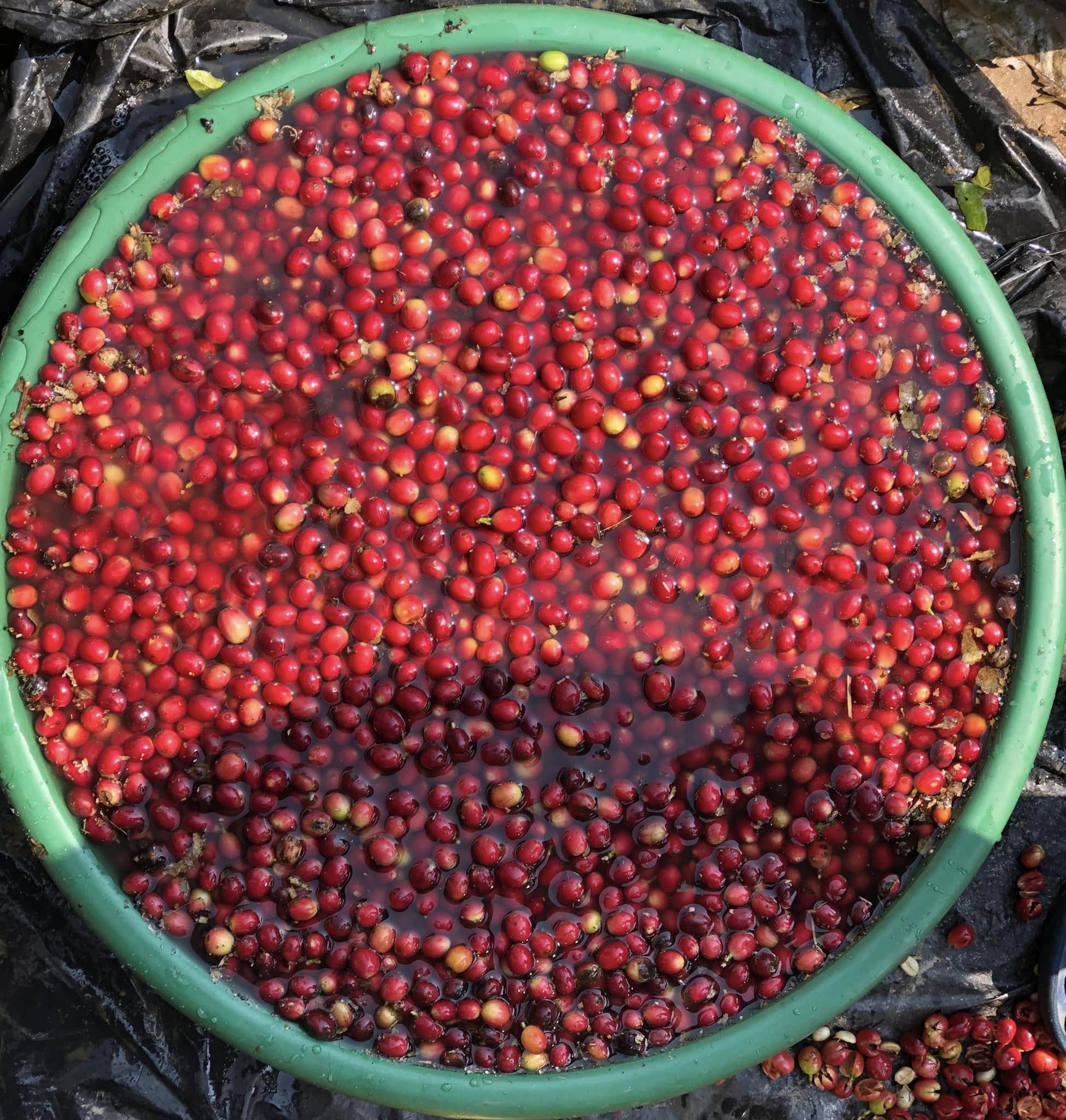 Nepal Sankhuwasabha Honey Green Coffee Beans