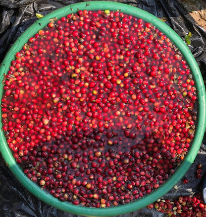 Nepal Sankhuwasabha Honey Green Coffee Beans