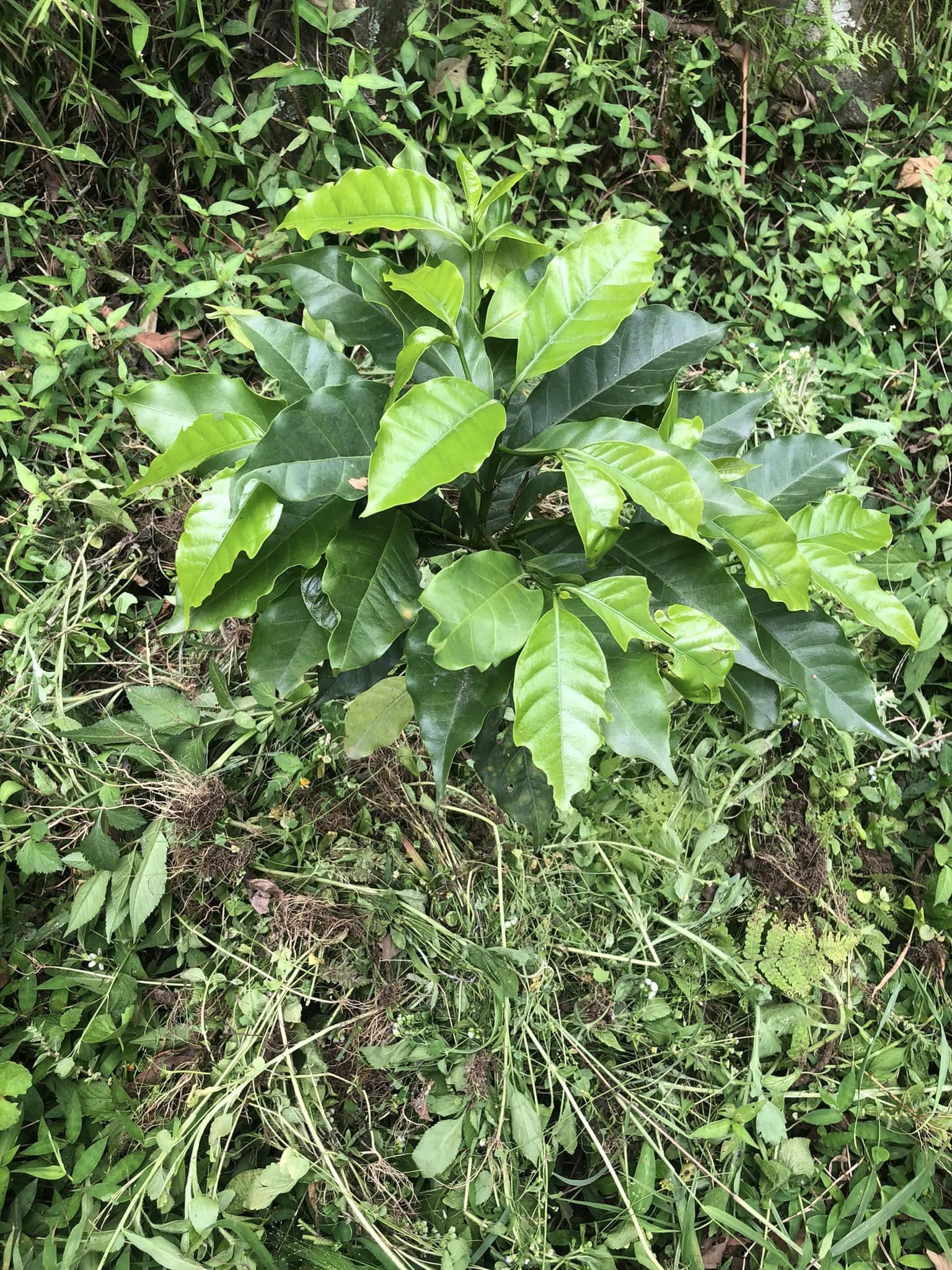 Nepal Sankhuwasabha Honey Green Coffee Beans
