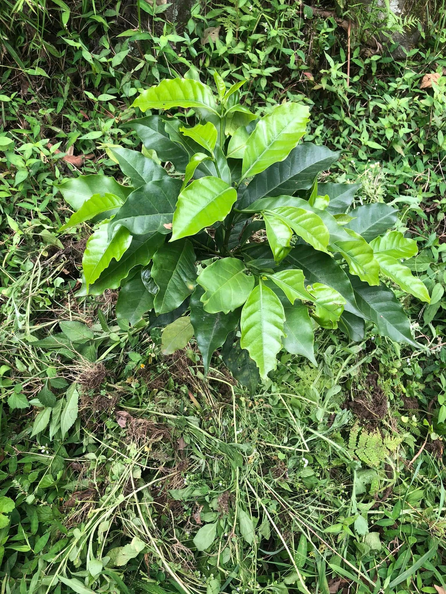 Nepal Sankhuwasabha Honey Green Coffee Beans