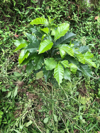 Nepal Sankhuwasabha Honey Green Coffee Beans