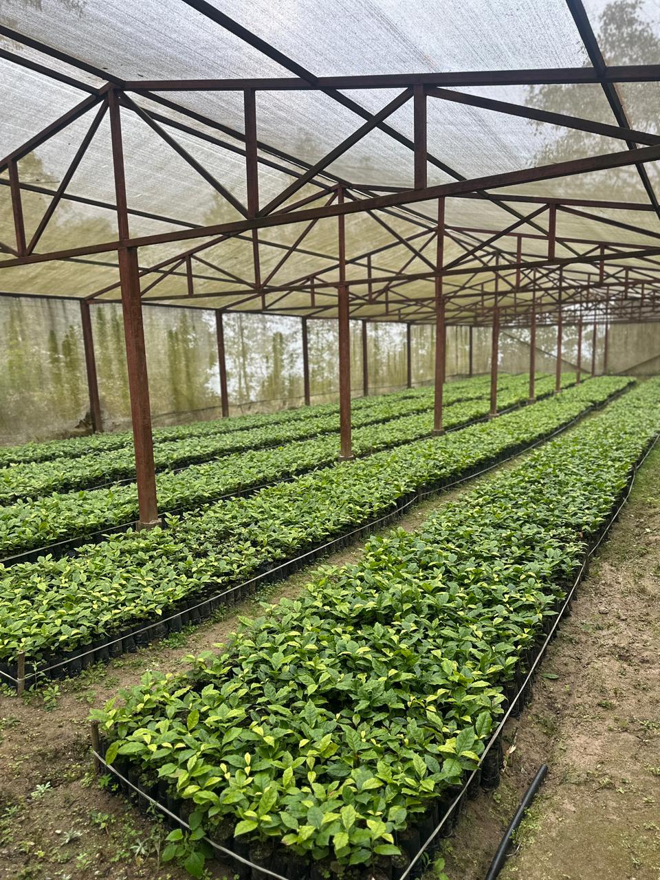 Nepal Nuwakot - Washed Green Coffee Beans