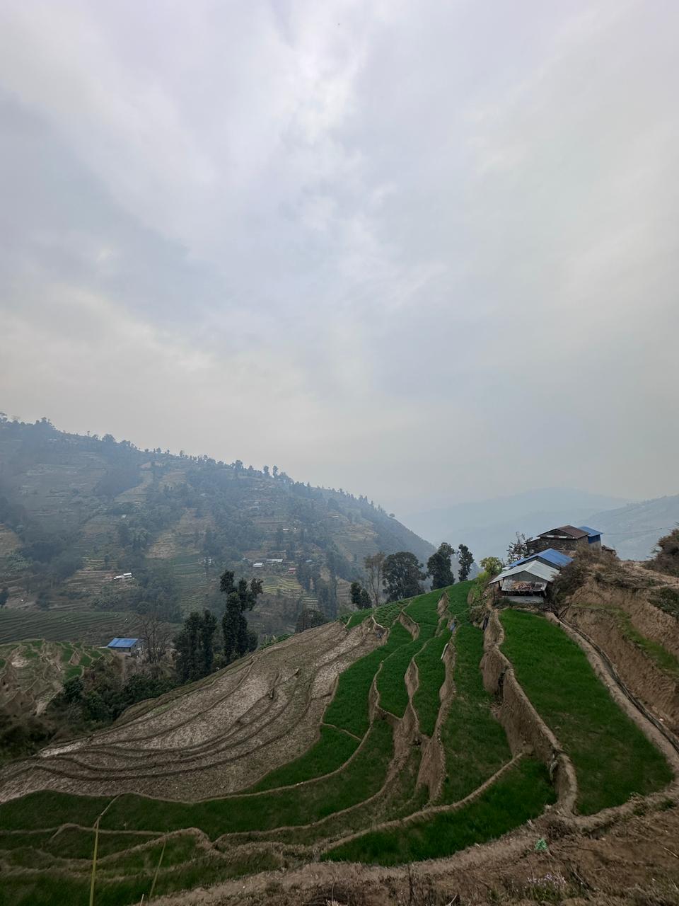 Nepal Nuwakot - Washed Green Coffee Beans