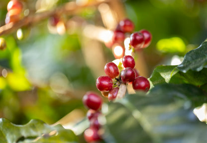 Himalayan Green Beans