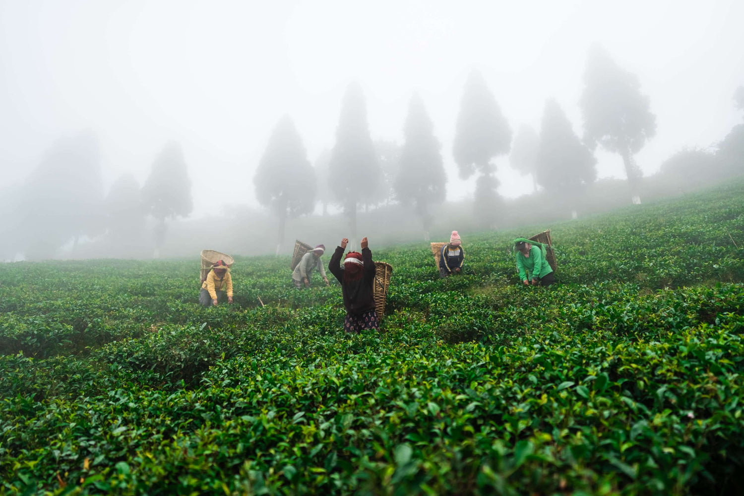 Women tea pickers harvesting fresh leaves in the mist-covered high-altitude tea gardens of Ilam, Nepal, reflecting Himalayan Blends’ traditional and sustainable farming practices.