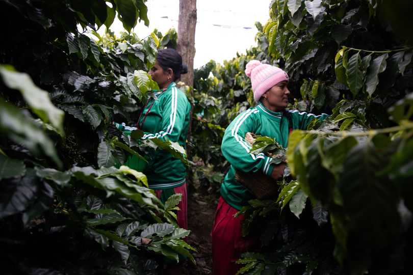 Nepal Nuwakot - Anaerobic Green Coffee Beans