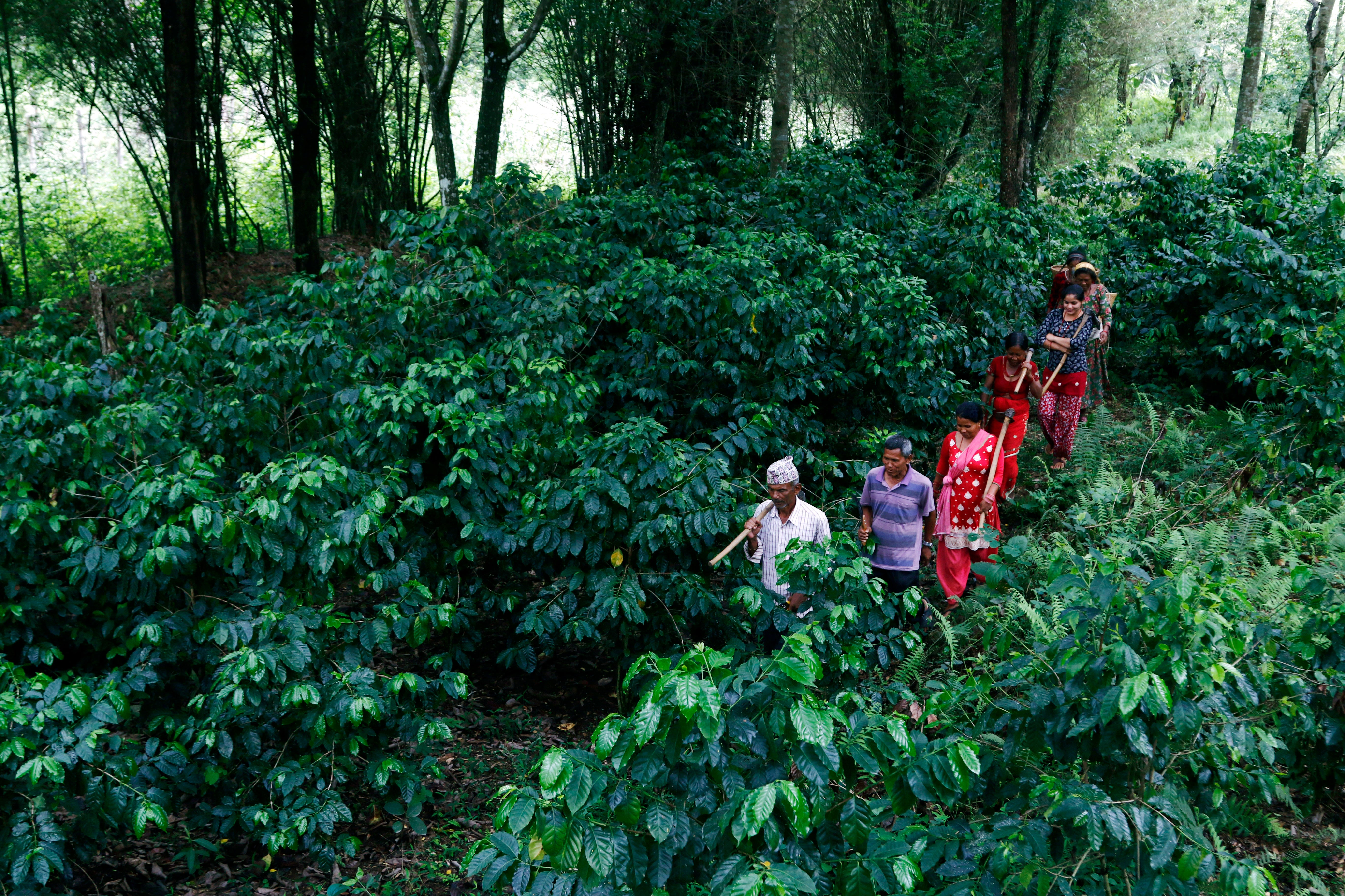 Nepal Nuwakot - Washed Green Coffee Beans